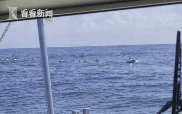 视频｜巧了巧了，“海豚日”海警巡逻遇到海豚！