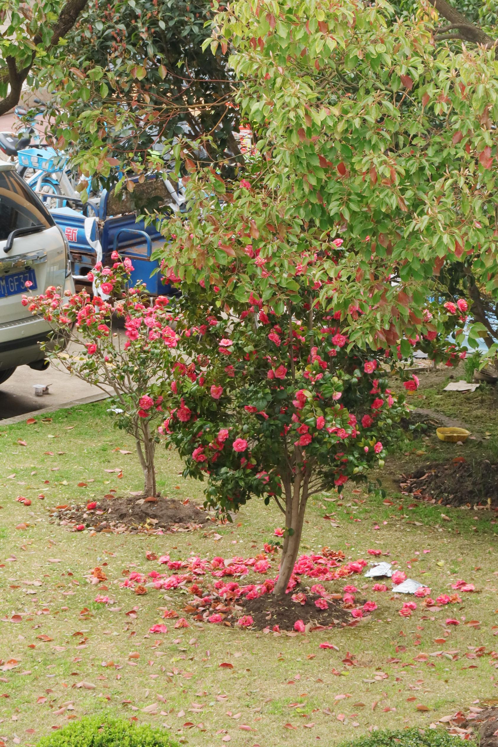 2022年4月11日,隔离期间,掉落的花没有人打扫,但格外的好看.郑荣 图