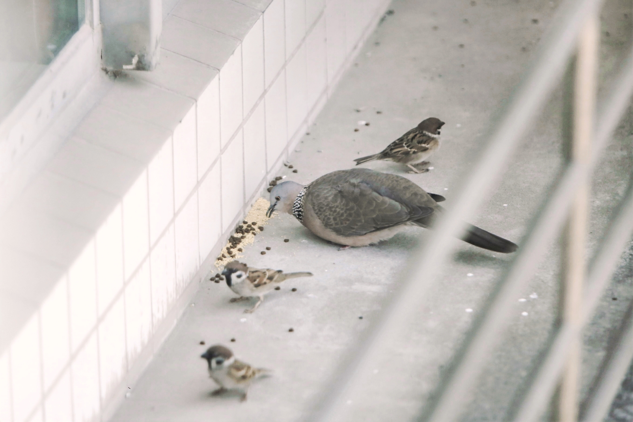 摄影记疫|我每天在窗台上给鸟儿一把米|斑鸠_新浪财经_新浪网