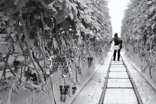 餐桌上的“天外来客”！又一批农作物种子将随神舟十三号一同回家休闲区蓝鸢梦想 - Www.slyday.coM