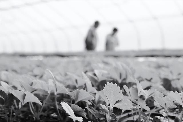 餐桌上的“天外来客”！又一批农作物种子将随神舟十三号一同回家休闲区蓝鸢梦想 - Www.slyday.coM