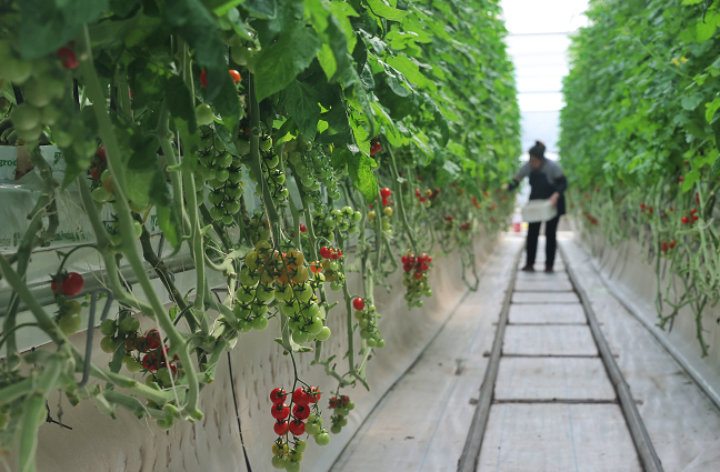 又一批种子将随神舟十三号回家，揭秘餐桌上的“天外来客”休闲区蓝鸢梦想 - Www.slyday.coM