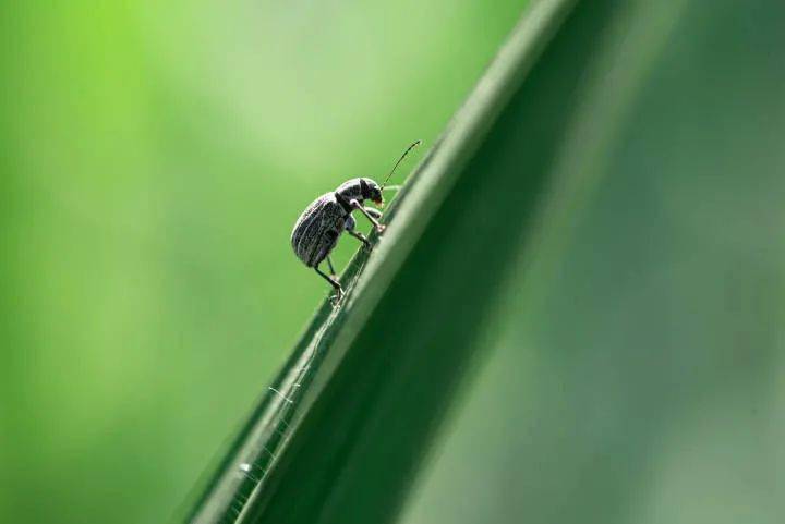 踏青发现身上有虫子，千万不要随便拍打休闲区蓝鸢梦想 - Www.slyday.coM