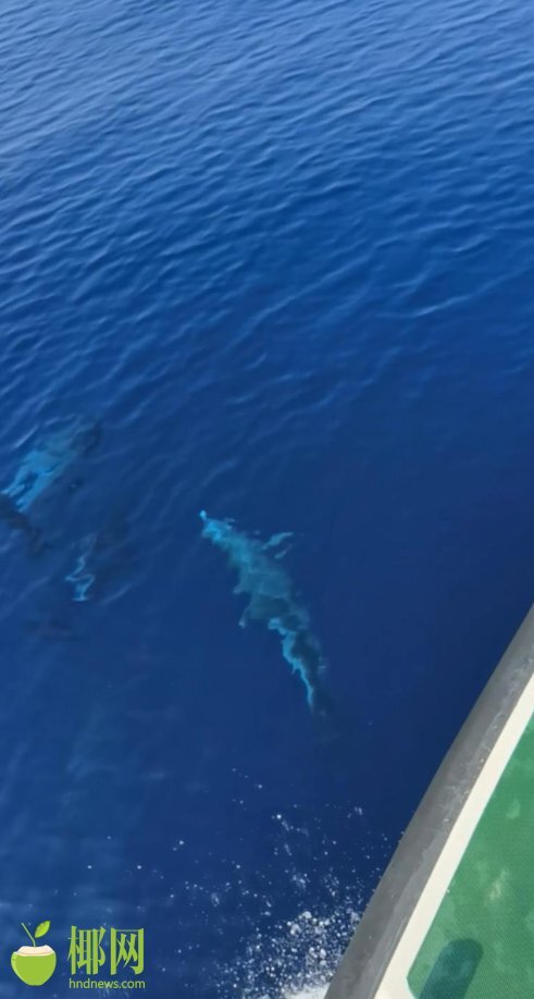 场面壮观！海南多个海域发现海豚群穿梭嬉戏休闲区蓝鸢梦想 - Www.slyday.coM