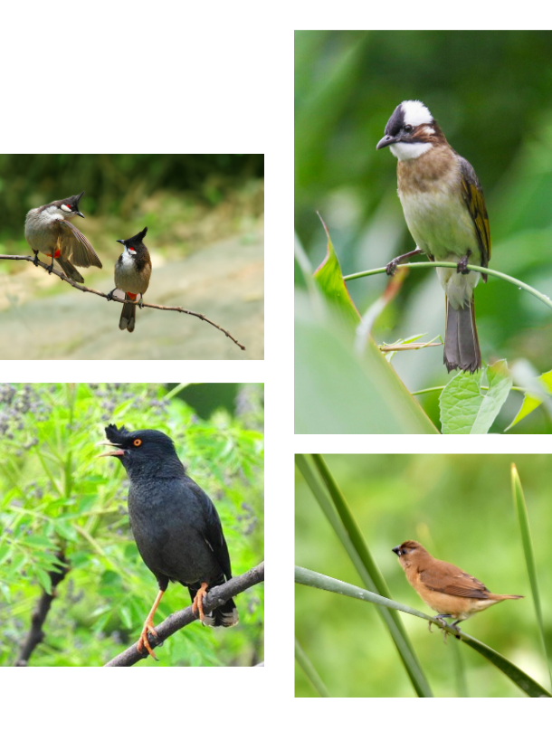 这个春日邂逅海口鸟类天堂