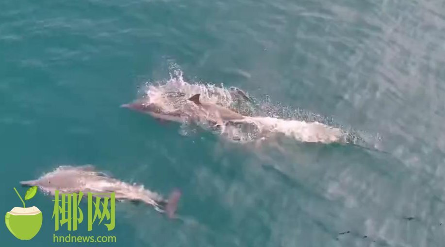 场面壮观！海南多个海域发现海豚群穿梭嬉戏休闲区蓝鸢梦想 - Www.slyday.coM