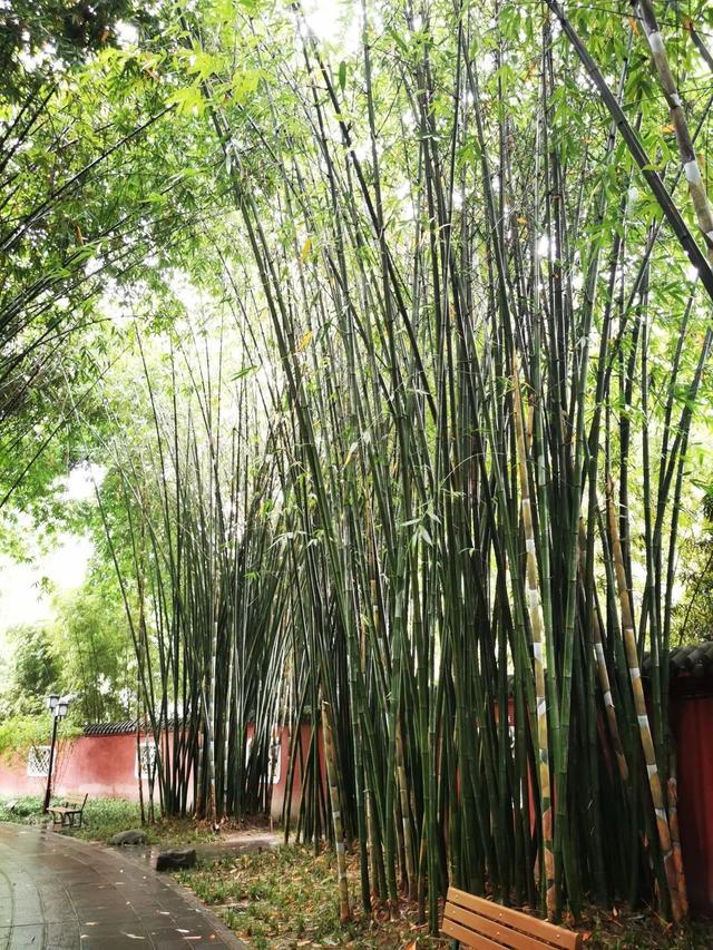 一竹一世界丨梁山慈竹能屈能伸的竹界大丈夫