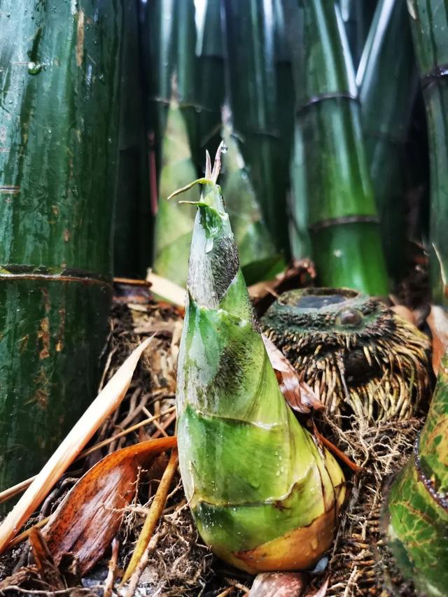 一竹一世界丨梁山慈竹能屈能伸的竹界大丈夫