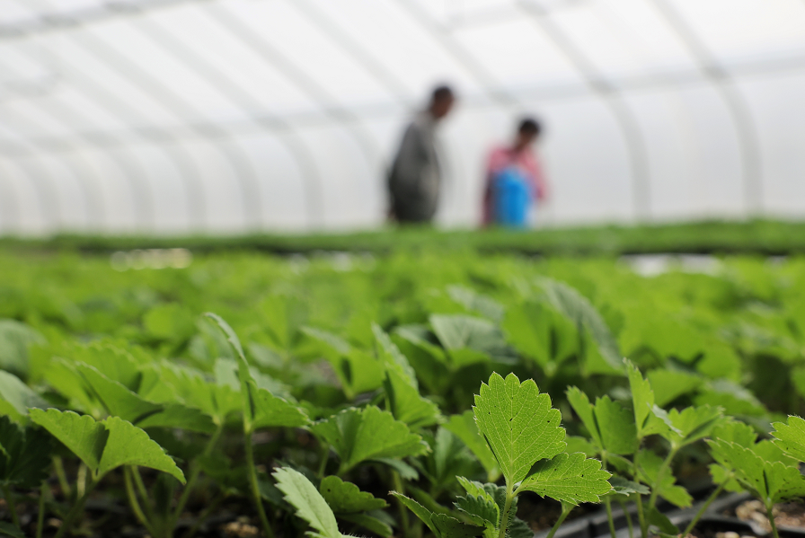 又一批种子将随神舟十三号回家，揭秘餐桌上的“天外来客”休闲区蓝鸢梦想 - Www.slyday.coM