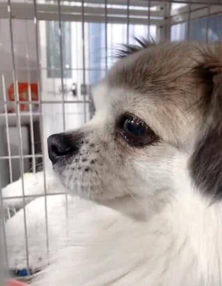 女孩捡回一只流浪狗, 问它是不是找不到家, 狗狗的反应让人泪目休闲区蓝鸢梦想 - Www.slyday.coM 女孩捡回一只流浪狗, 问它是不是找不到家, 狗狗的反应让人泪目休闲区蓝鸢梦想 - Www.slyday.coM