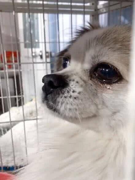 女孩捡回一只流浪狗, 问它是不是找不到家, 狗狗的反应让人泪目休闲区蓝鸢梦想 - Www.slyday.coM 女孩捡回一只流浪狗, 问它是不是找不到家, 狗狗的反应让人泪目休闲区蓝鸢梦想 - Www.slyday.coM