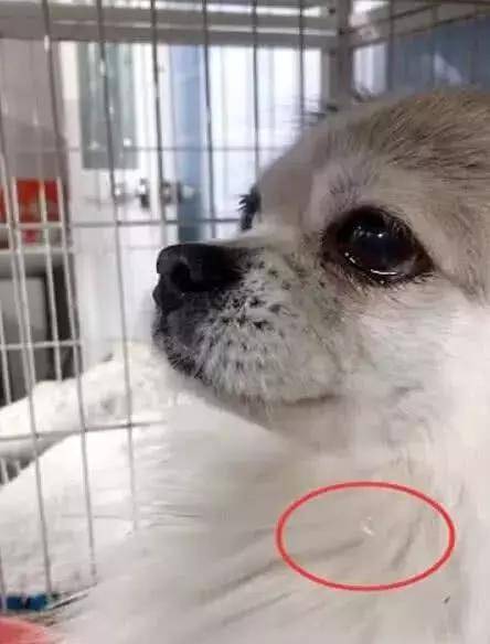 女孩捡回一只流浪狗, 问它是不是找不到家, 狗狗的反应让人泪目休闲区蓝鸢梦想 - Www.slyday.coM 女孩捡回一只流浪狗, 问它是不是找不到家, 狗狗的反应让人泪目休闲区蓝鸢梦想 - Www.slyday.coM