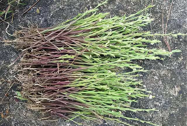 在《全国中草药汇编》中有记载:独脚金,全草能入药,有清热,消积的作用