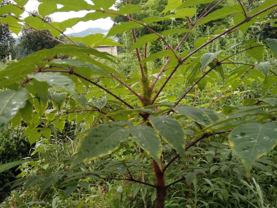 农村全身长满倒刺的树木,嫩芽被称为山野菜之王,价值珍贵|倒刺|山野菜