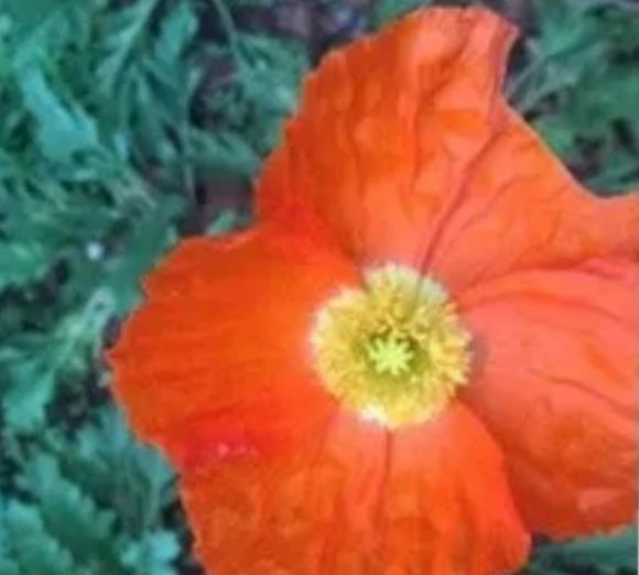 心理学:选一朵你最喜欢的鲜花,测出你真实的人格类型休闲区蓝鸢梦想 - Www.slyday.coM 心理学:选一朵你最喜欢的鲜花,测出你真实的人格类型休闲区蓝鸢梦想 - Www.slyday.coM