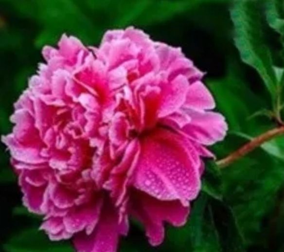 心理学:选一朵你最喜欢的鲜花,测出你真实的人格类型休闲区蓝鸢梦想 - Www.slyday.coM 心理学:选一朵你最喜欢的鲜花,测出你真实的人格类型休闲区蓝鸢梦想 - Www.slyday.coM