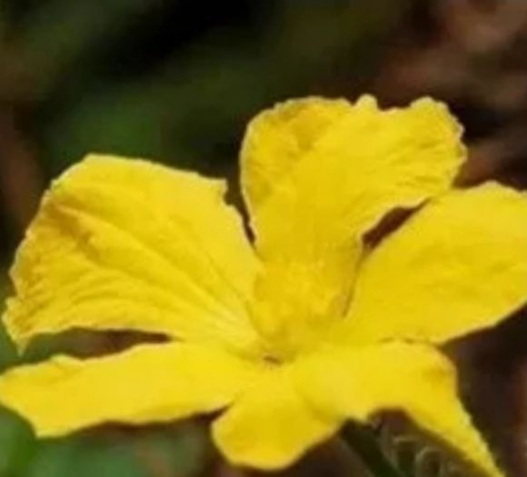 心理学:选一朵你最喜欢的鲜花,测出你真实的人格类型休闲区蓝鸢梦想 - Www.slyday.coM 心理学:选一朵你最喜欢的鲜花,测出你真实的人格类型休闲区蓝鸢梦想 - Www.slyday.coM