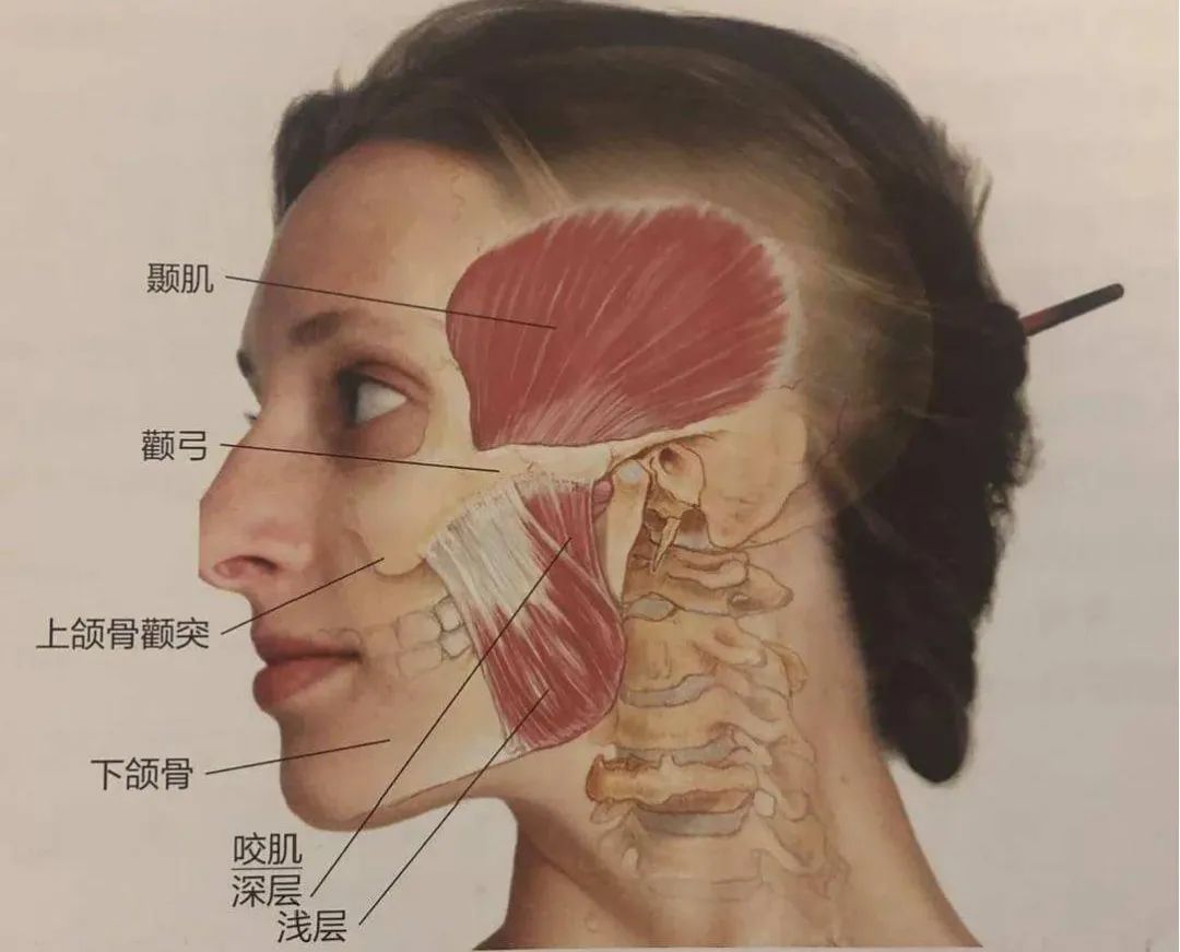 下图这块长得像贝壳的肌肉叫做颞肌,它和咬肌,翼内肌,翼外肌等肌肉