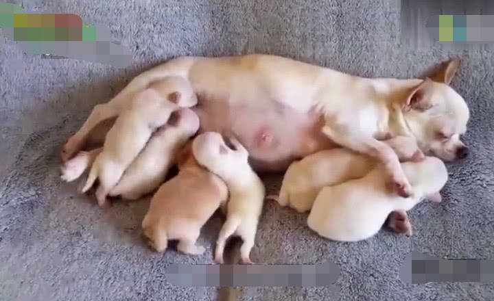 狗狗生了一窝小奶狗看到它们喝奶的姿势主人操碎了心