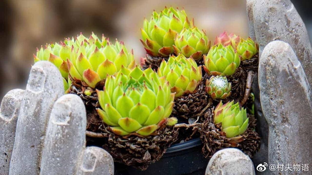 村民自筹6万给被滞留高速司机送盒饭：10天送出1700份休闲区蓝鸢梦想 - Www.slyday.coM