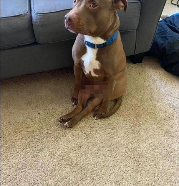 狗狗两只后腿伸直前腿撑地坐的是有模有样要成精了吗