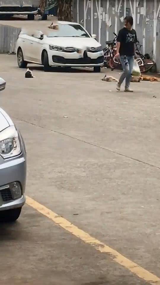 女子偶遇三条长期喂养的流浪狗，一声令下之后，画面让人感到温馨休闲区蓝鸢梦想 - Www.slyday.coM