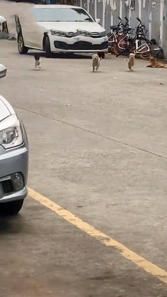 女子偶遇三条长期喂养的流浪狗，一声令下之后，画面让人感到温馨休闲区蓝鸢梦想 - Www.slyday.coM
