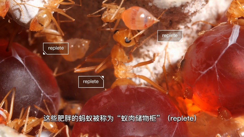 像储物柜的蜜罐蚁