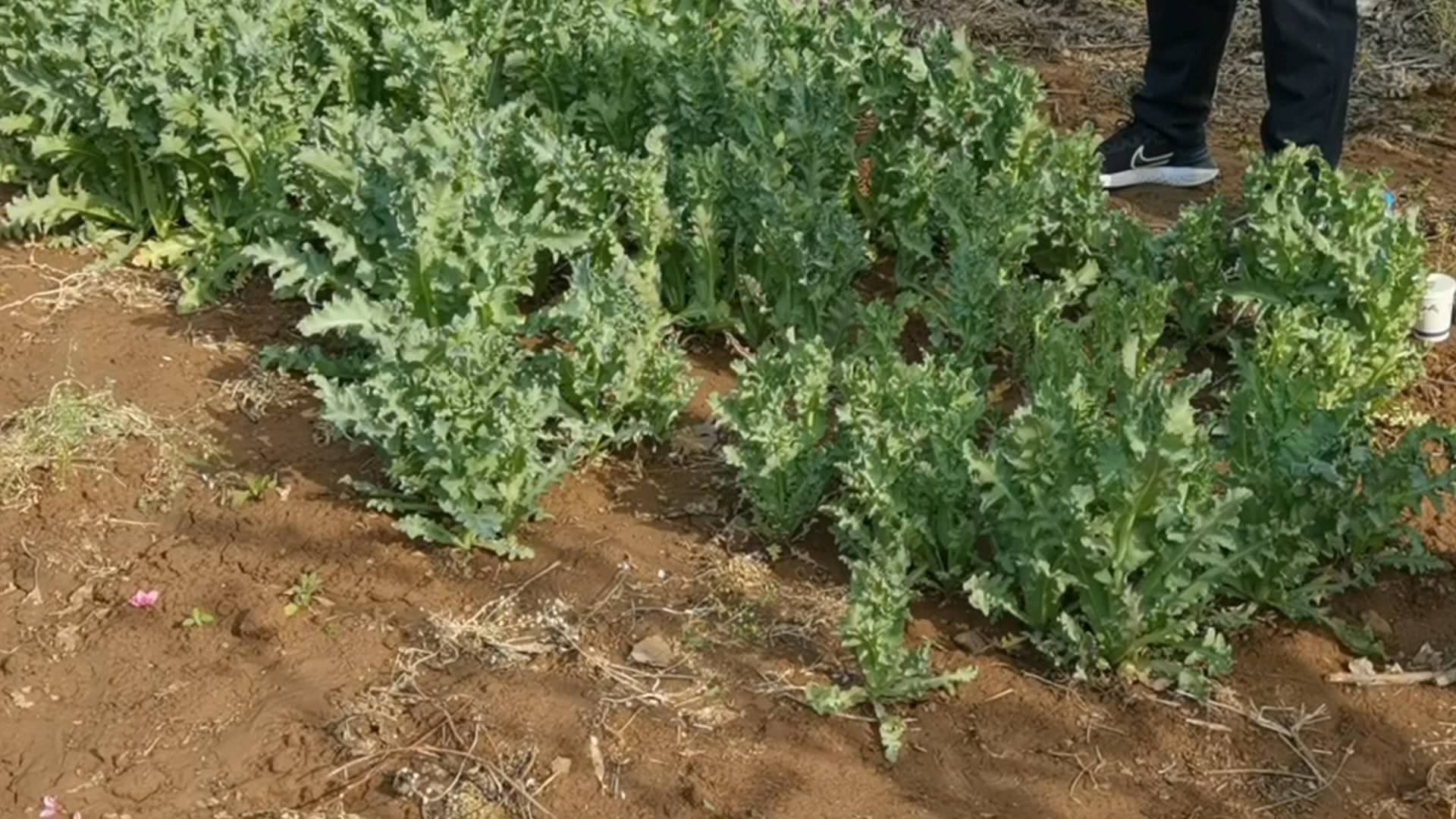 自家桃园内种植罂粟150株 济南长清一男子被行拘10日休闲区蓝鸢梦想 - Www.slyday.coM