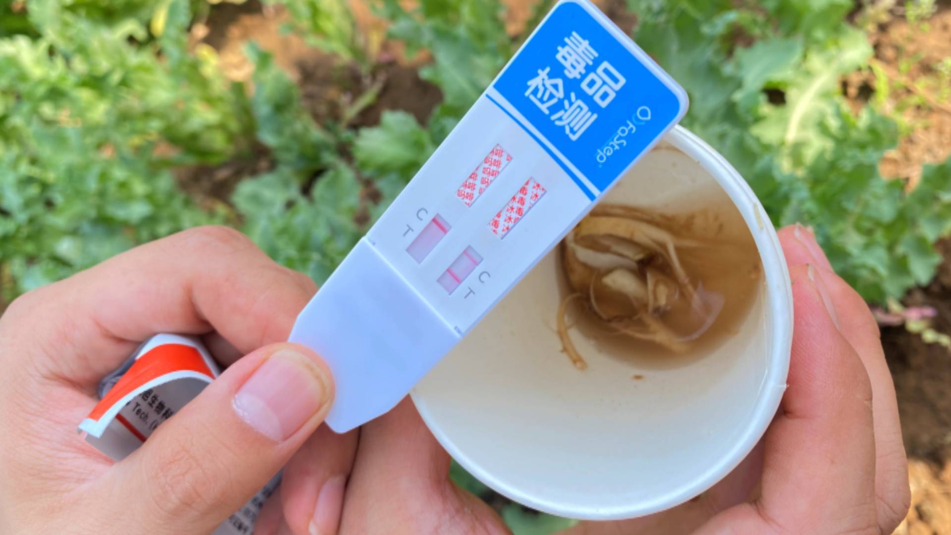 自家桃园内种植罂粟150株 济南长清一男子被行拘10日休闲区蓝鸢梦想 - Www.slyday.coM