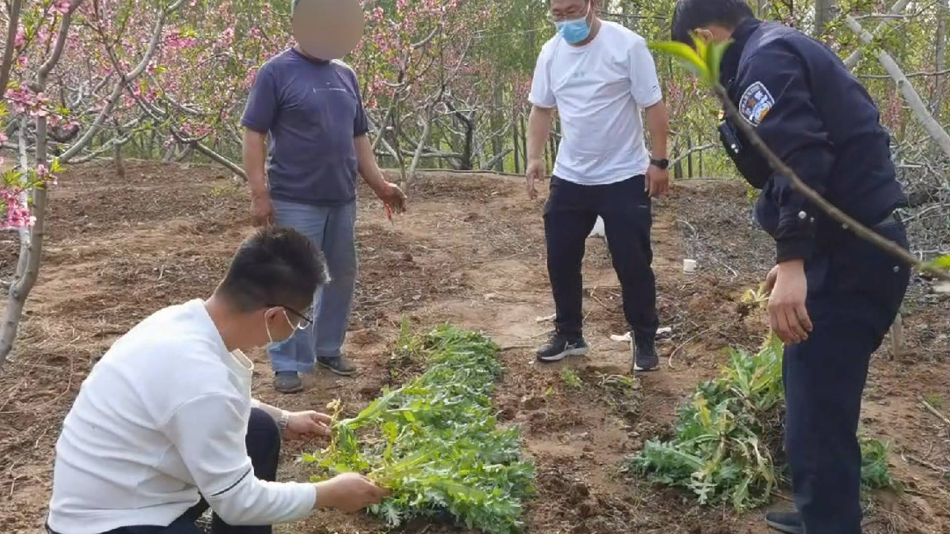 自家桃园内种植罂粟150株 济南长清一男子被行拘10日休闲区蓝鸢梦想 - Www.slyday.coM