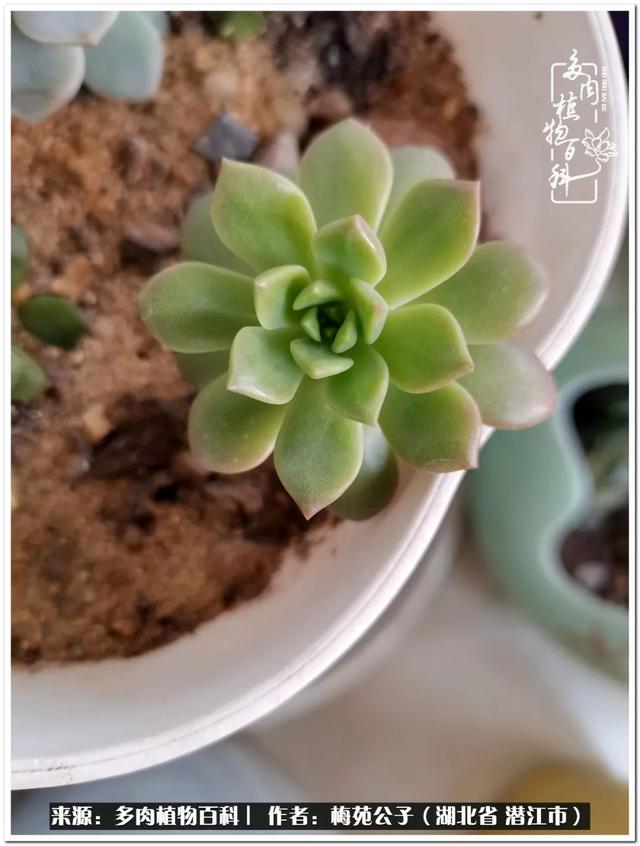 马库斯成长记 一片多肉叶蕴藏的潜力 单间 新浪新闻