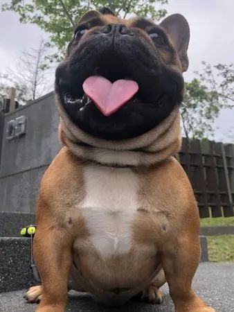 主人帮斗牛犬拍照没想到它一张嘴连舌头都带爱心