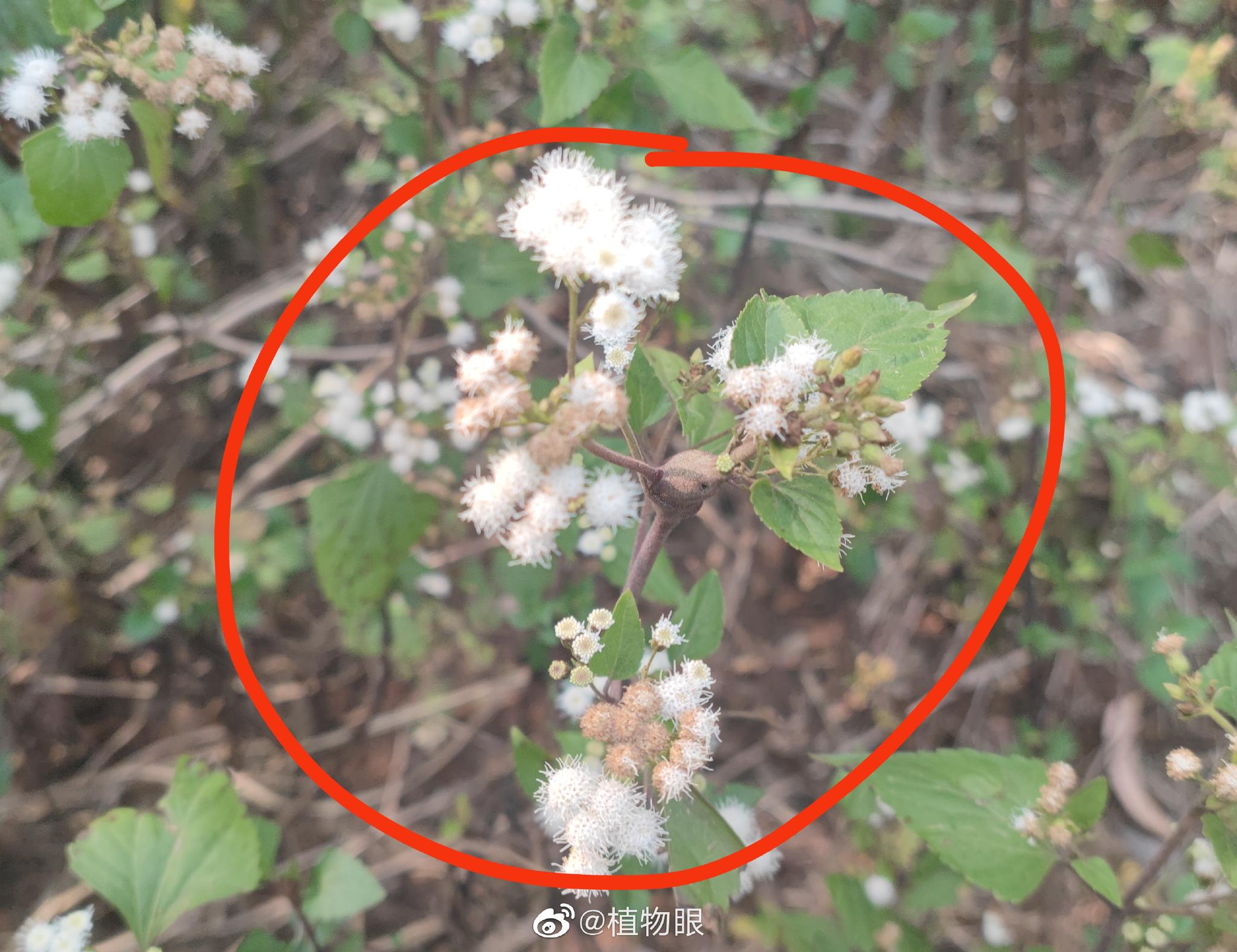 紫茎泽兰：臭名昭著的植物魔鬼！|植株|土壤|大片|肥力|易燃性_新浪新闻