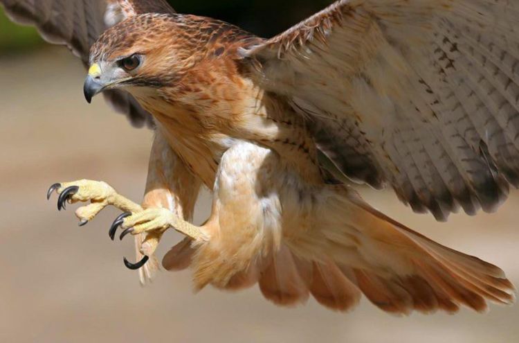狼究竟有多凶猛一个手持铁棍的成年男子能否斗过一头狼