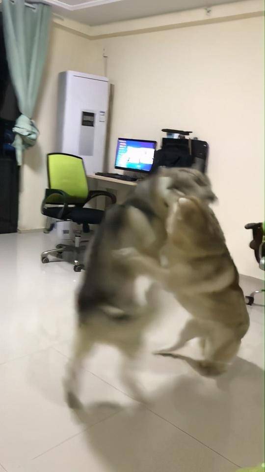 两狗狗趁主人洗澡，客厅疯狂尬舞不停，主人出门看后直翻白眼休闲区蓝鸢梦想 - Www.slyday.coM