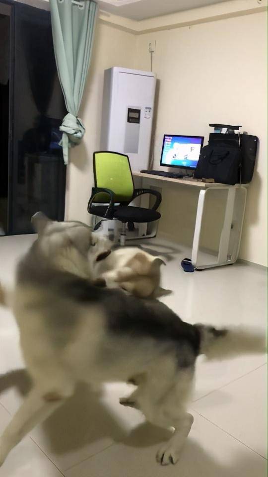 两狗狗趁主人洗澡，客厅疯狂尬舞不停，主人出门看后直翻白眼休闲区蓝鸢梦想 - Www.slyday.coM