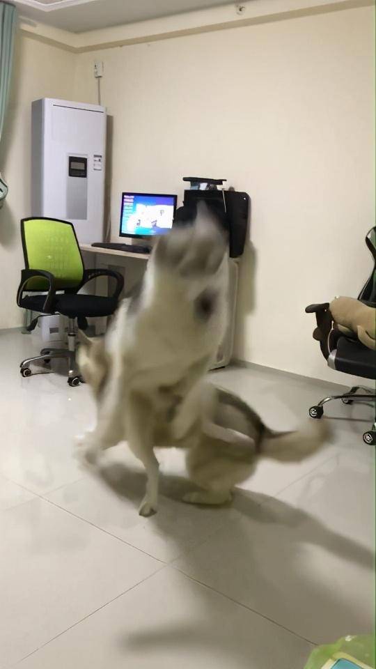 两狗狗趁主人洗澡，客厅疯狂尬舞不停，主人出门看后直翻白眼休闲区蓝鸢梦想 - Www.slyday.coM