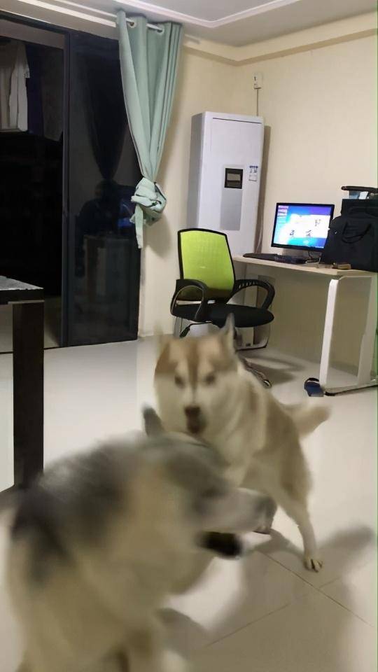 两狗狗趁主人洗澡，客厅疯狂尬舞不停，主人出门看后直翻白眼休闲区蓝鸢梦想 - Www.slyday.coM