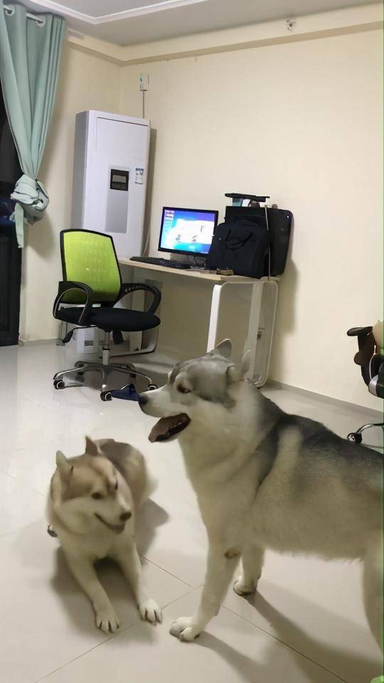 两狗狗趁主人洗澡，客厅疯狂尬舞不停，主人出门看后直翻白眼休闲区蓝鸢梦想 - Www.slyday.coM