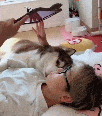 汪在床上躺祸从天上来二哈被平板砸到后反应亮了