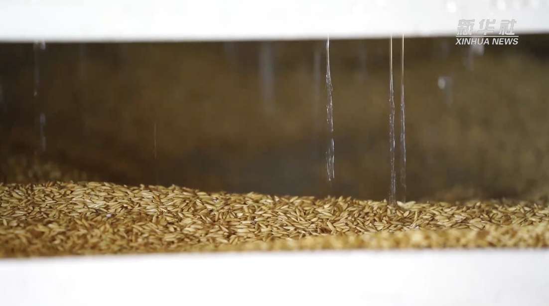 湖北当阳:浸种催芽智能化 备耕更有"科技范"|水稻|湖北省_新浪新闻