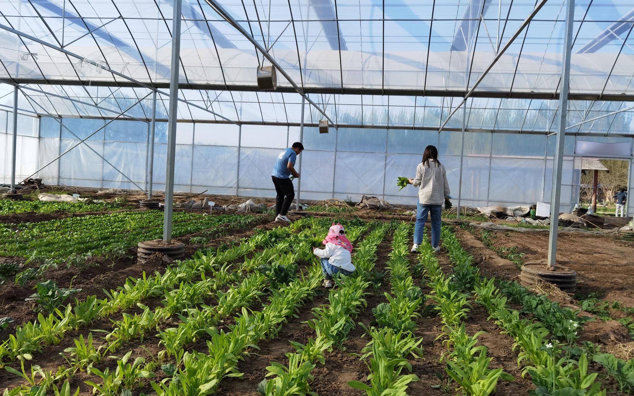 摩登家庭农场里,市民正在采摘蔬菜.新京报记者 曹晶瑞 摄