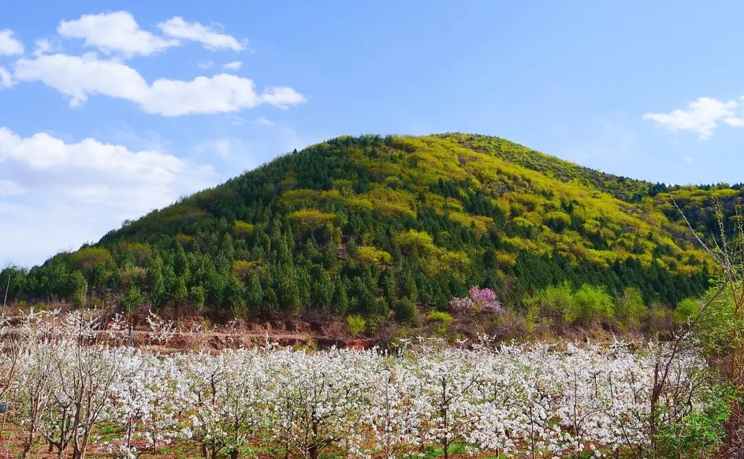 观赏地:龙湾屯镇山里辛庄,七连庄等村乘车路线:乘坐顺5路,顺15路至