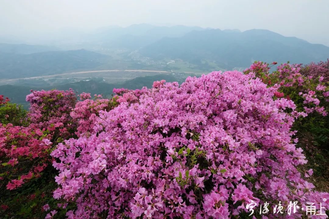 奉化金峨山杜鹃花花期图片