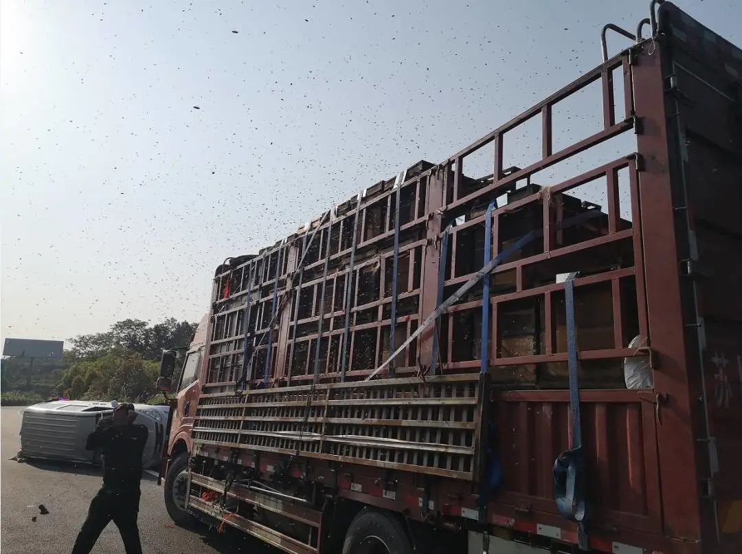 广西高速公路上运鸭车被撞翻人被蜂群围攻挑事者竟是