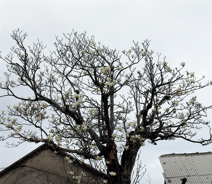 庄河长岭280多岁玉兰古树迎春绽放