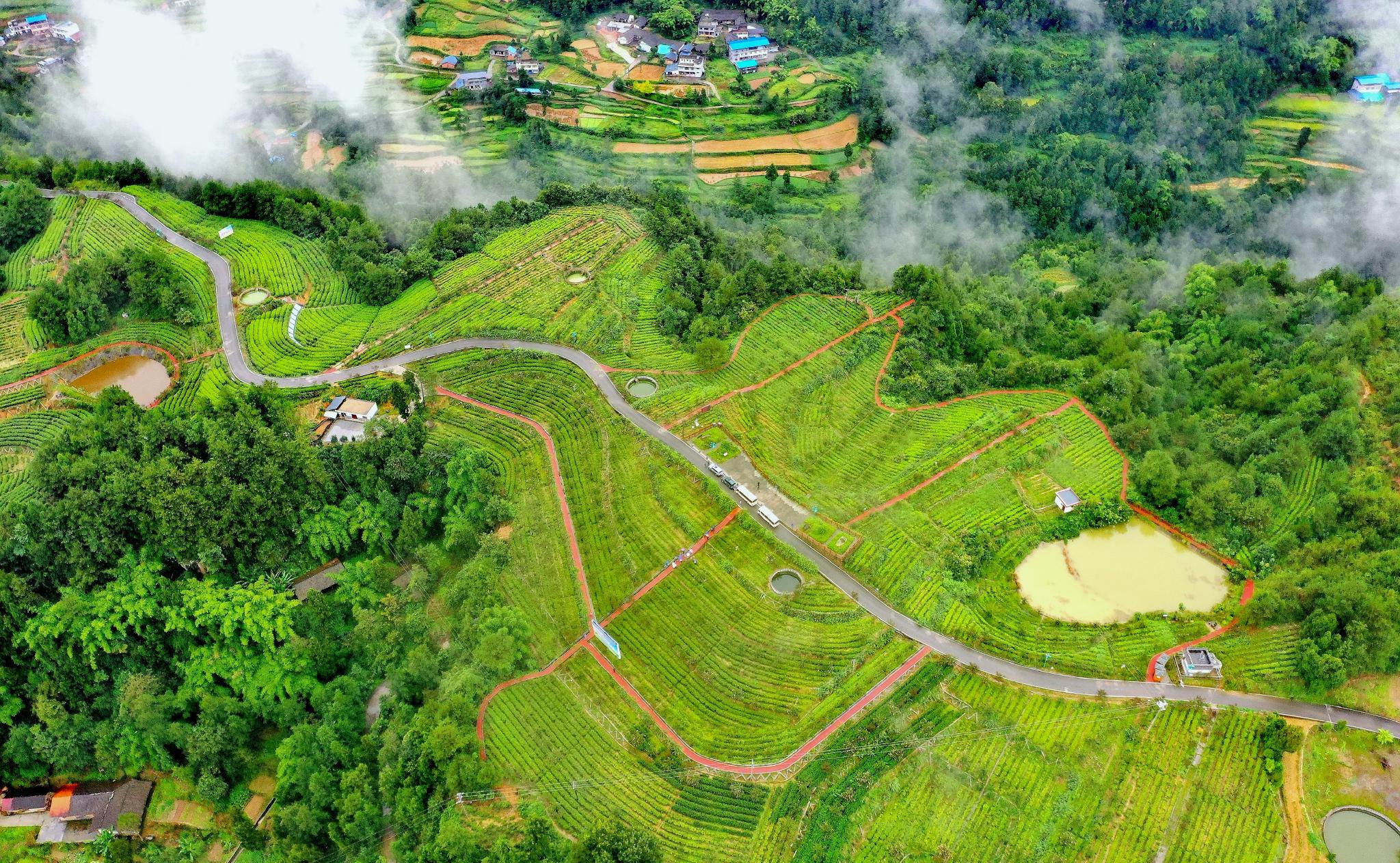 云雾缭绕航拍中国茶乡旺苍满眼绿色的山水风景如人间仙境