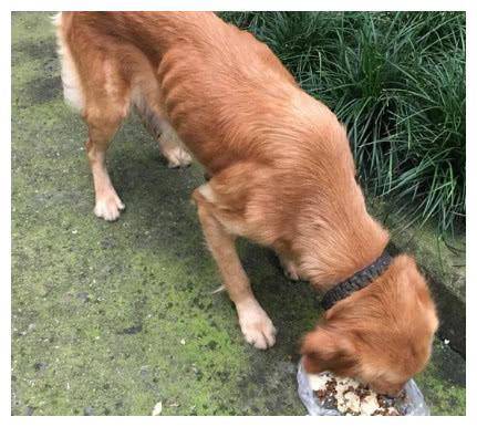 偶遇一只流浪金毛瘦得皮包骨不忍直视狗我想有个家