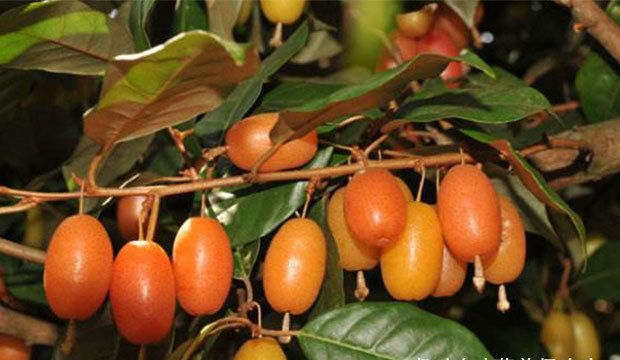 羊奶头,倒吊子,鸡笛树,蒲颓子,五味子,甜棒子,半春子,甜棒槌,雀儿酥等